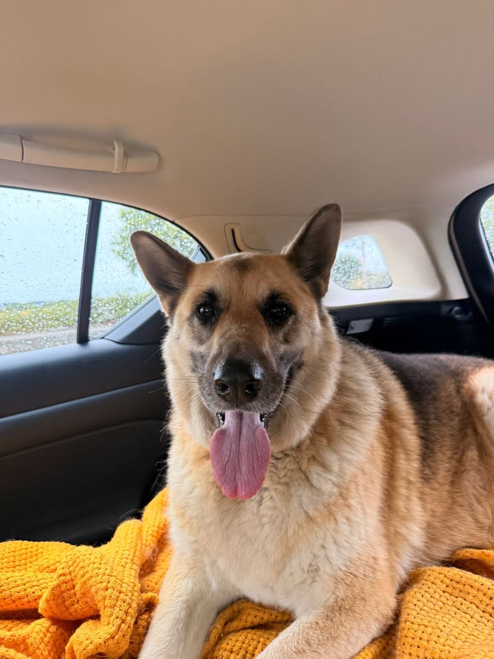 Zimpets Transport