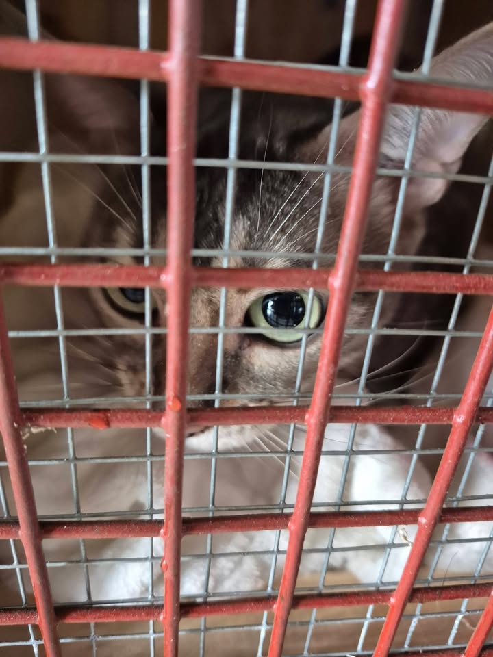 Zimpets Transport