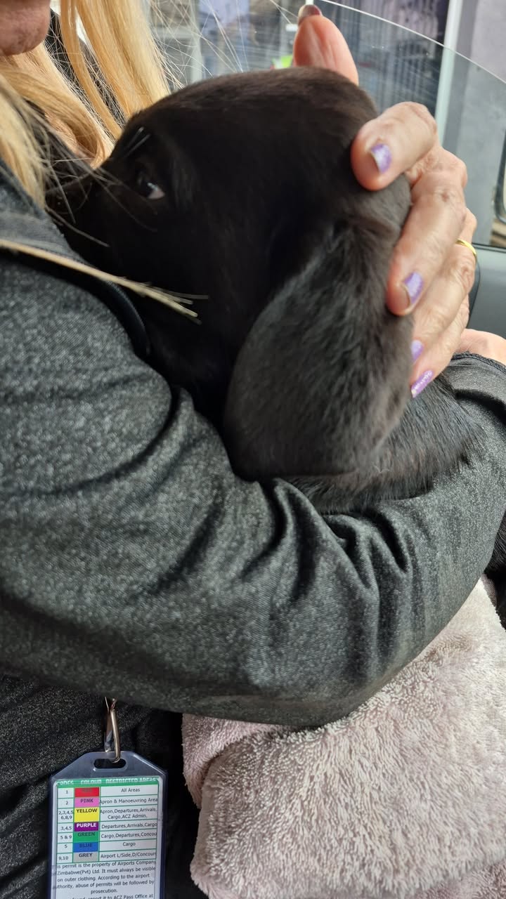 Zimpets Transport