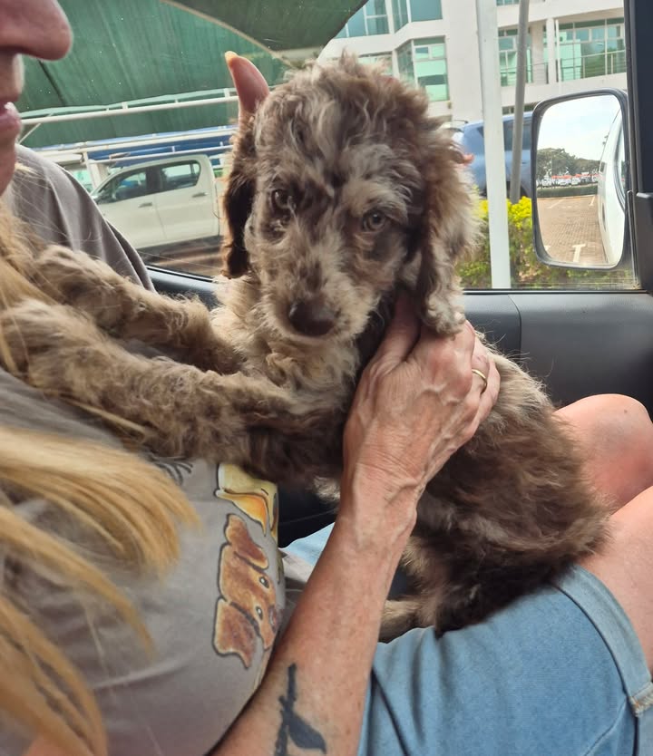 Zimpets Transport